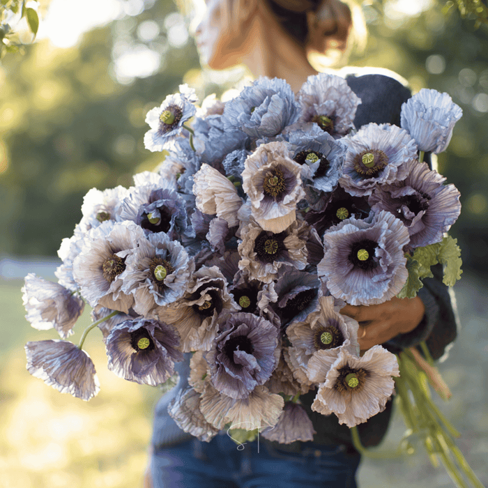 Amazing Grey Poppy – 25 Seeds