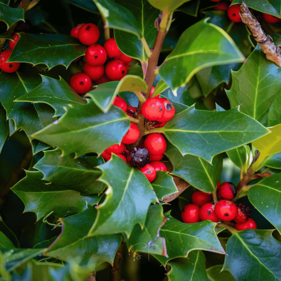 American Holly