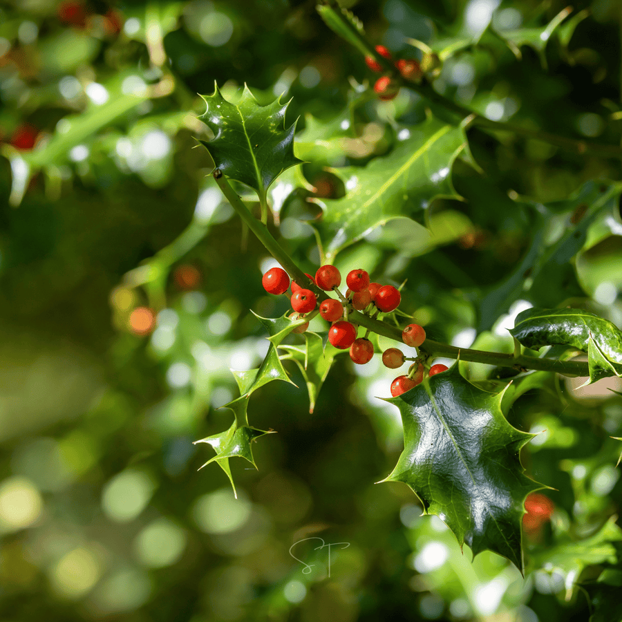 American Holly