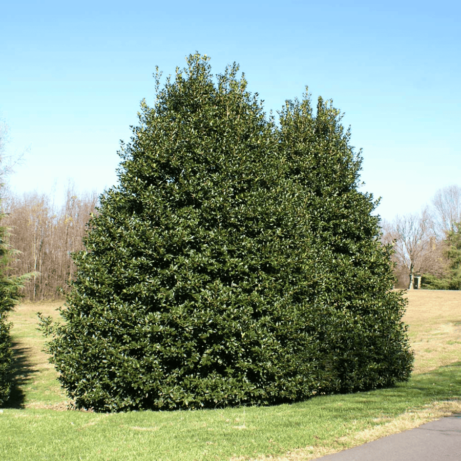 American Holly
