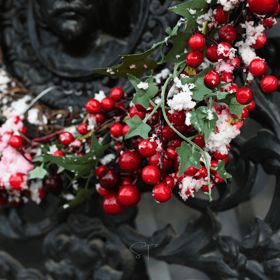 American Holly