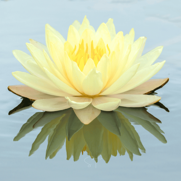 American Lotus