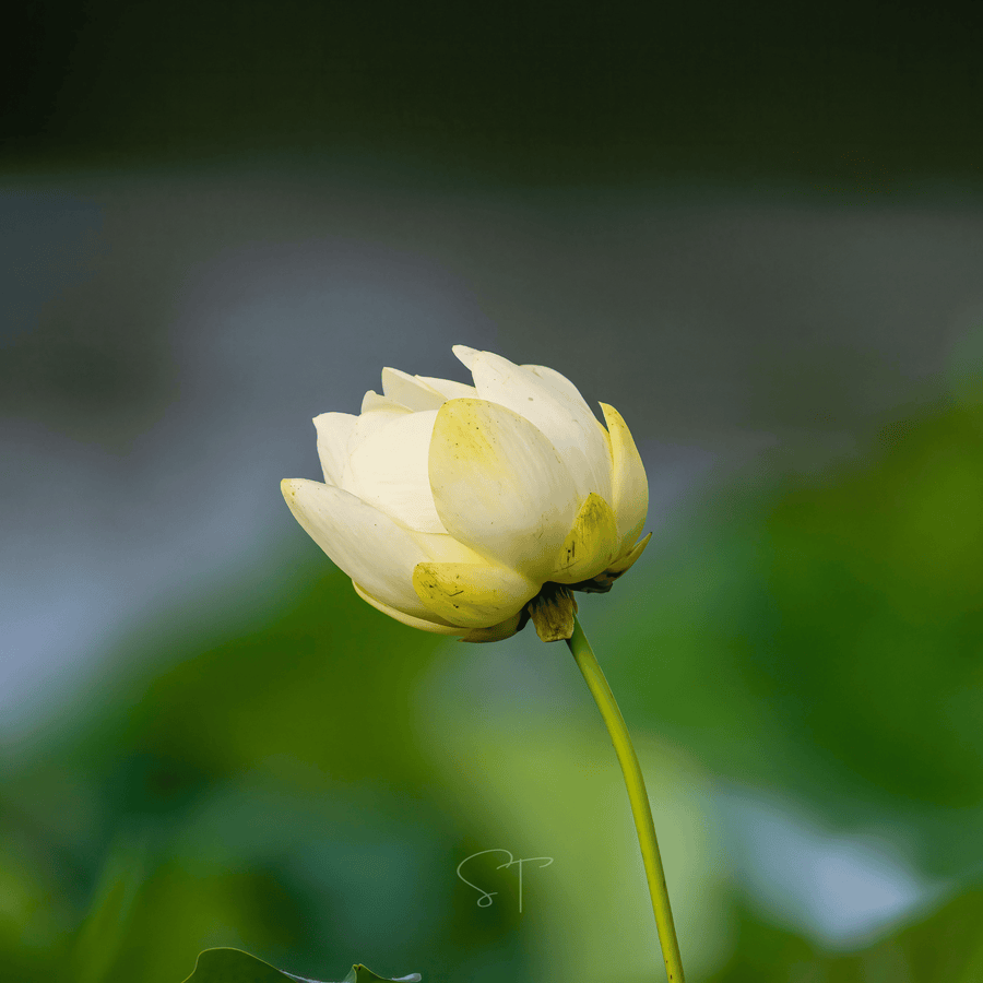 American Lotus
