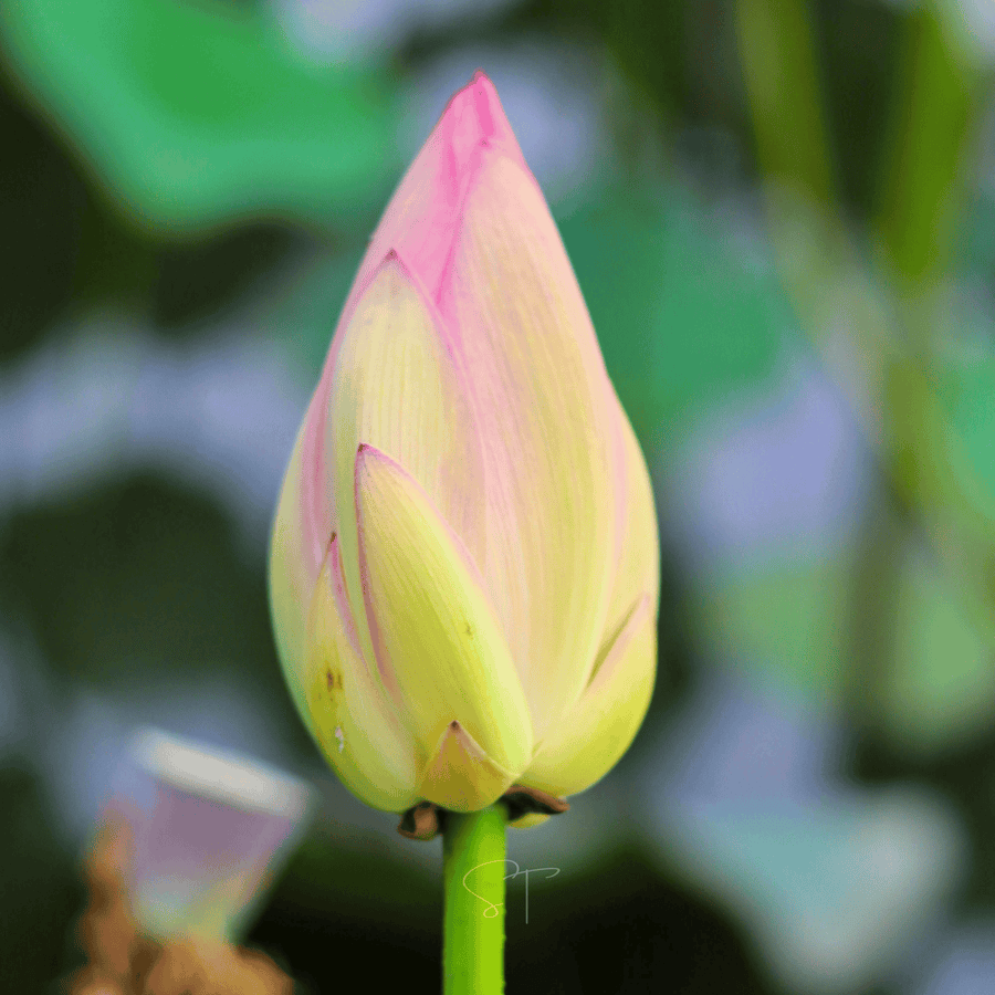 American Lotus