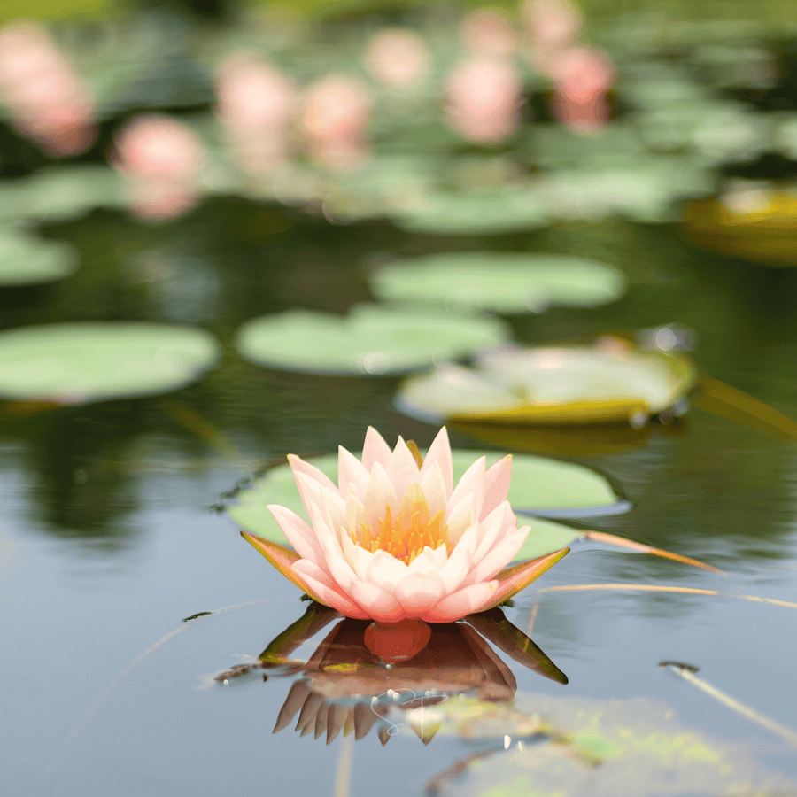American Lotus