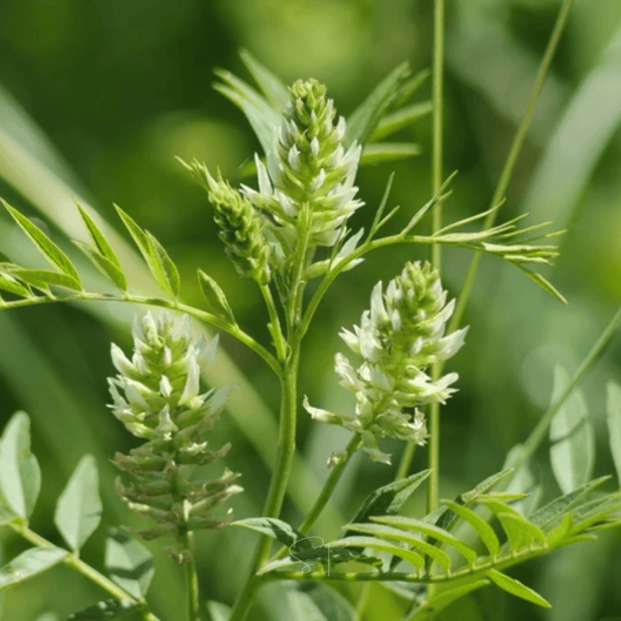 American Wild Licorice