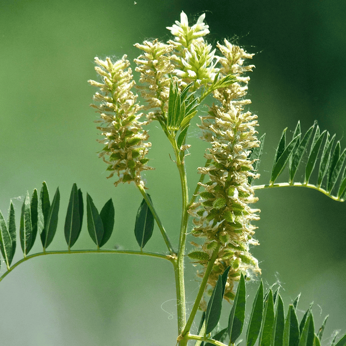 American Wild Licorice