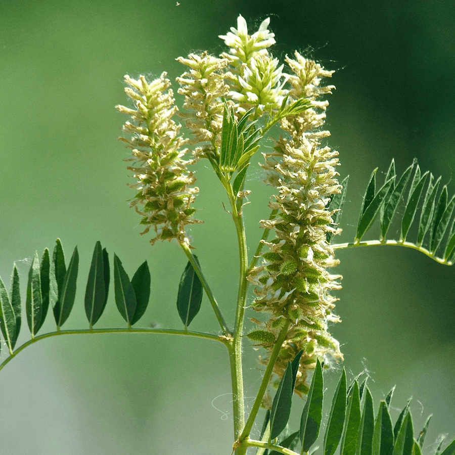 American Wild Licorice