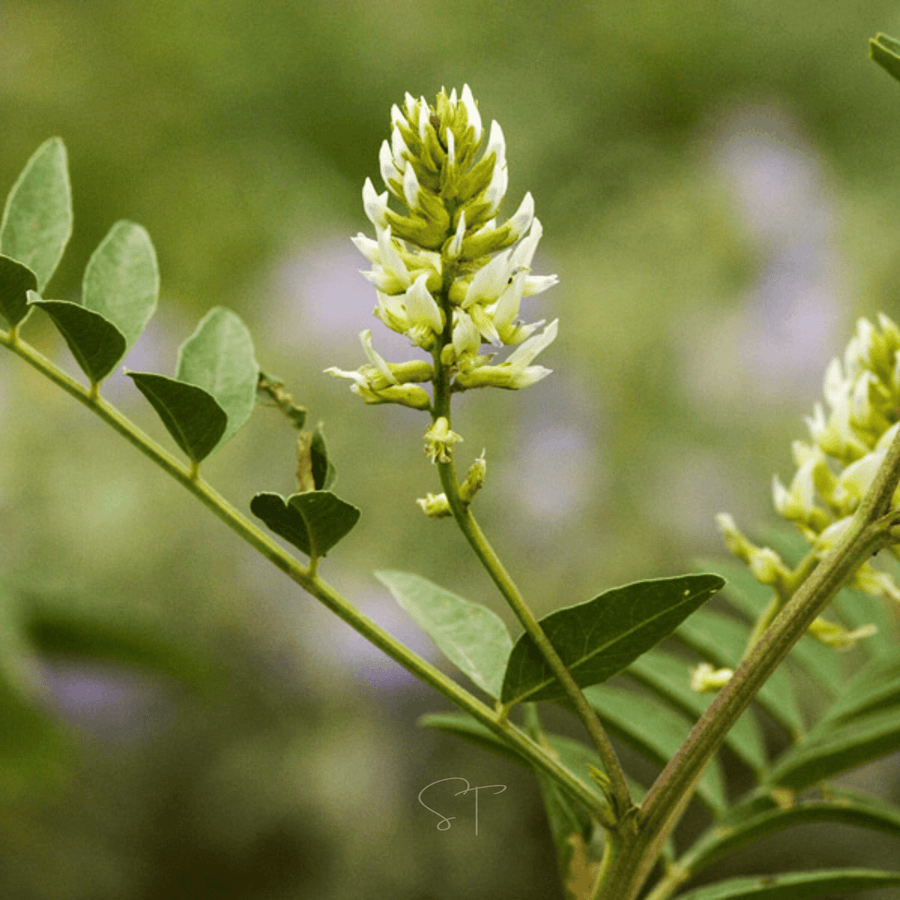 American Wild Licorice