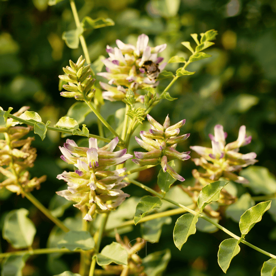 American Wild Licorice