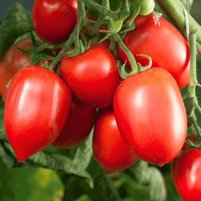 Amish Paste Tomato
