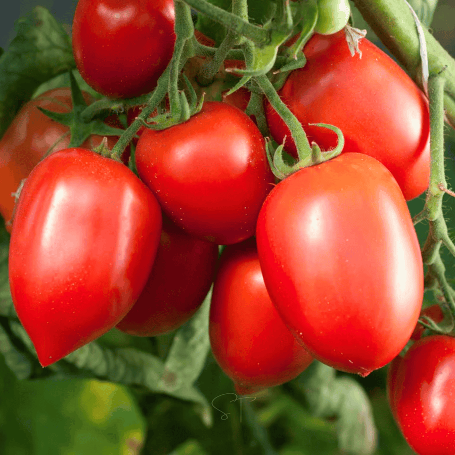 Amish Paste Tomato
