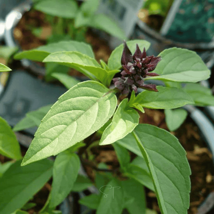 Anise Basil