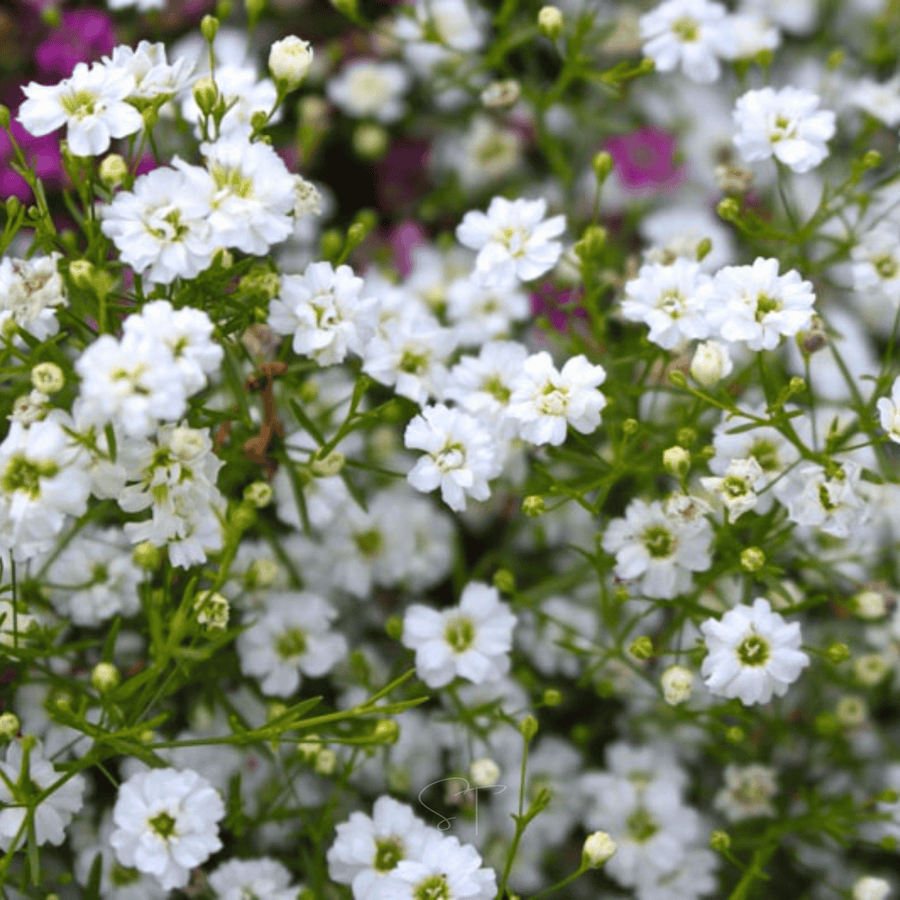 Annual Baby’s Breath (Covenant Garden)