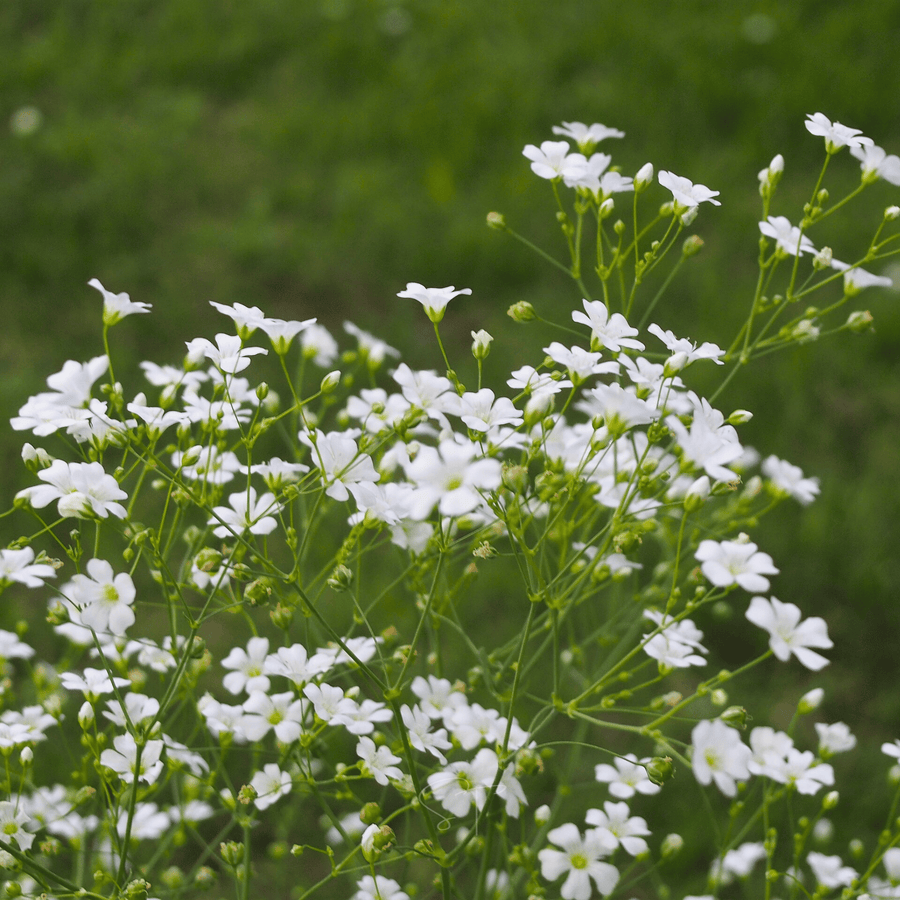Annual Baby’s Breath (Covenant Garden)
