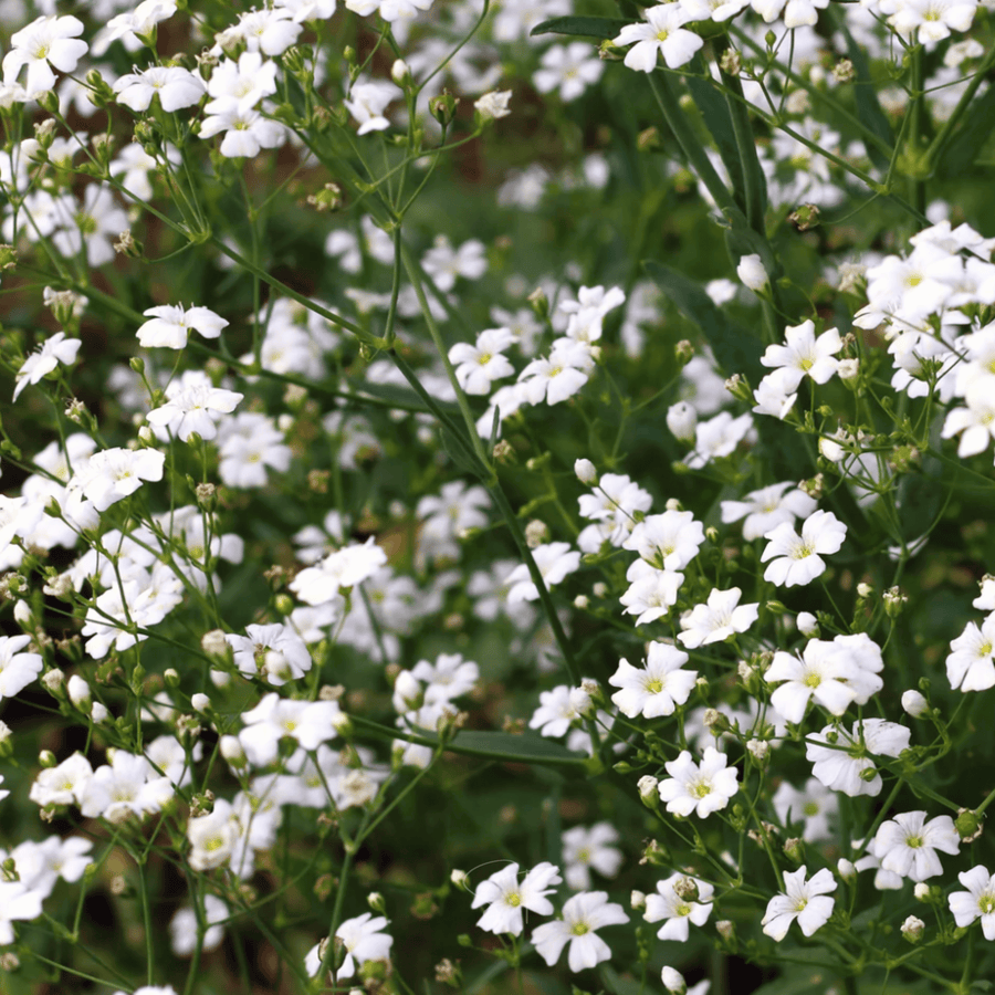 Annual Baby’s Breath (Covenant Garden)