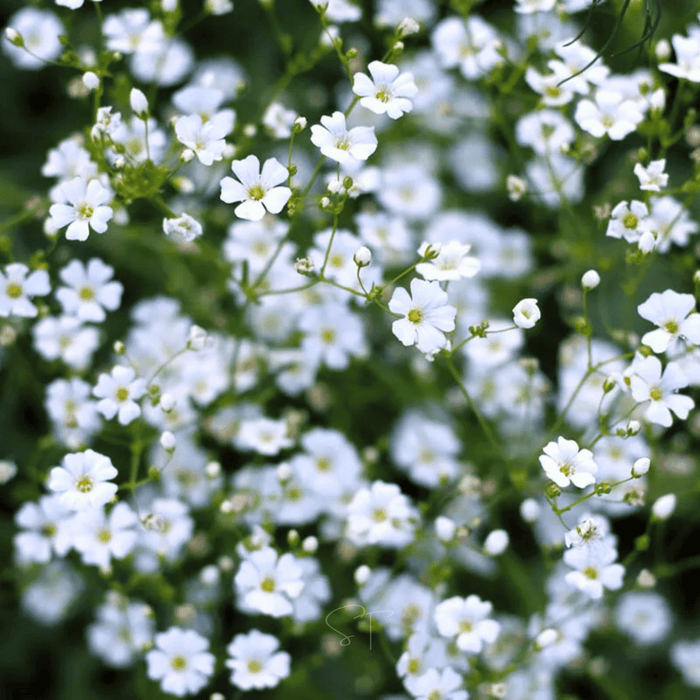 Annual Baby’s Breath (Covenant Garden)