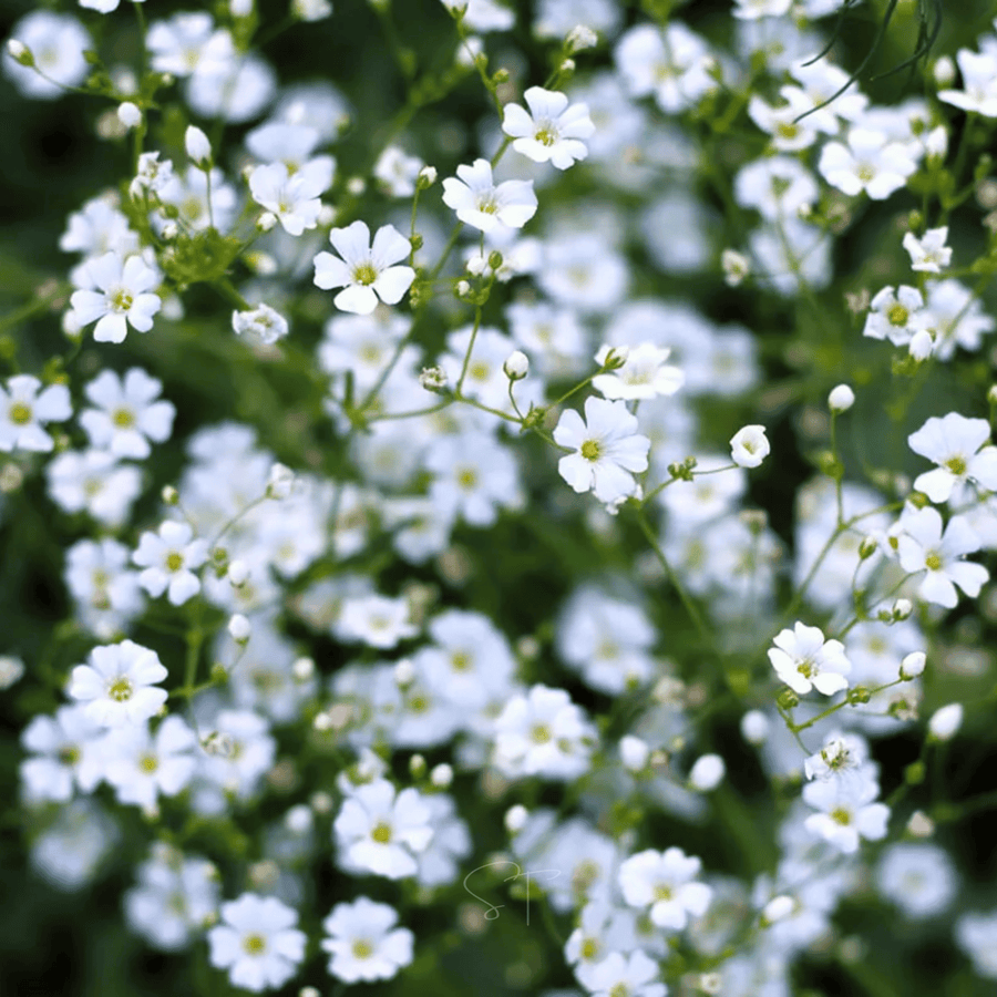 Annual Baby’s Breath (Covenant Garden)
