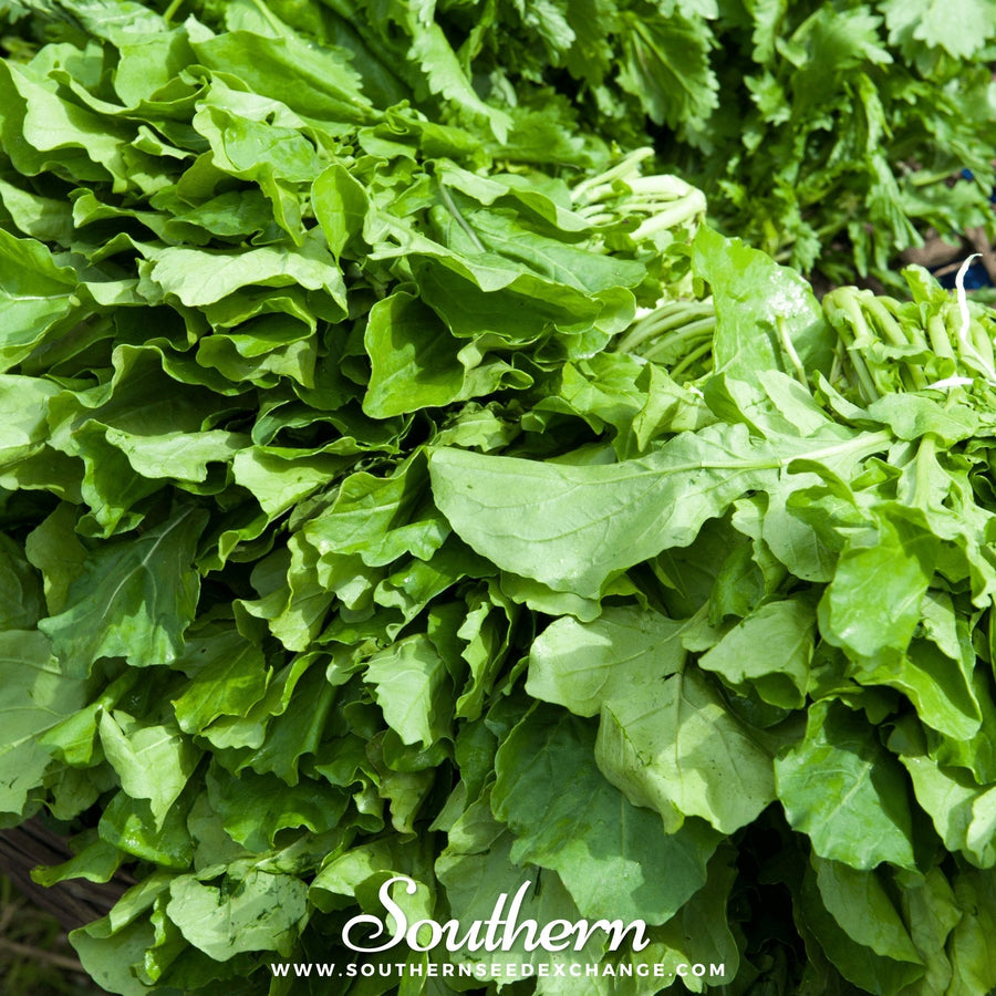 Roquette Arugula – 200 Seeds