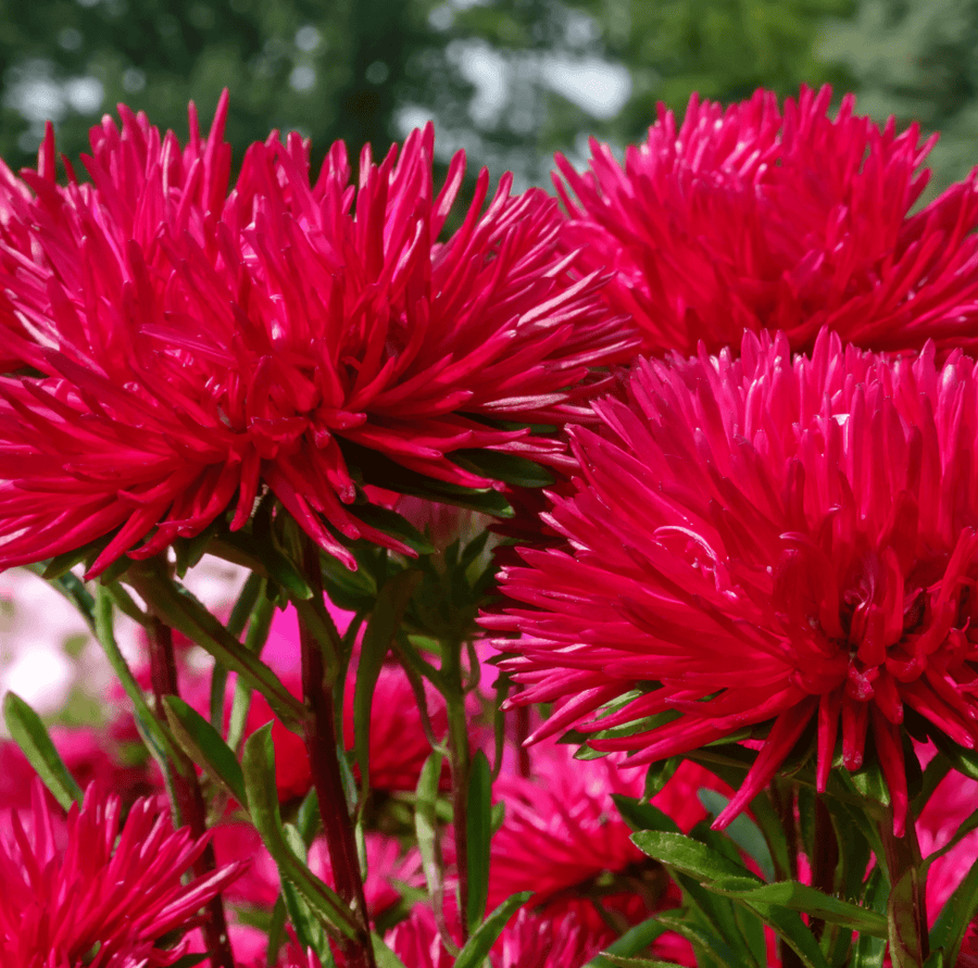 Red Gremlin Aster – 50 Seeds