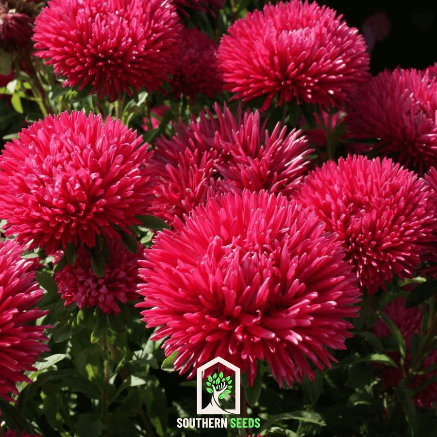 Red Gremlin Aster – 50 Seeds
