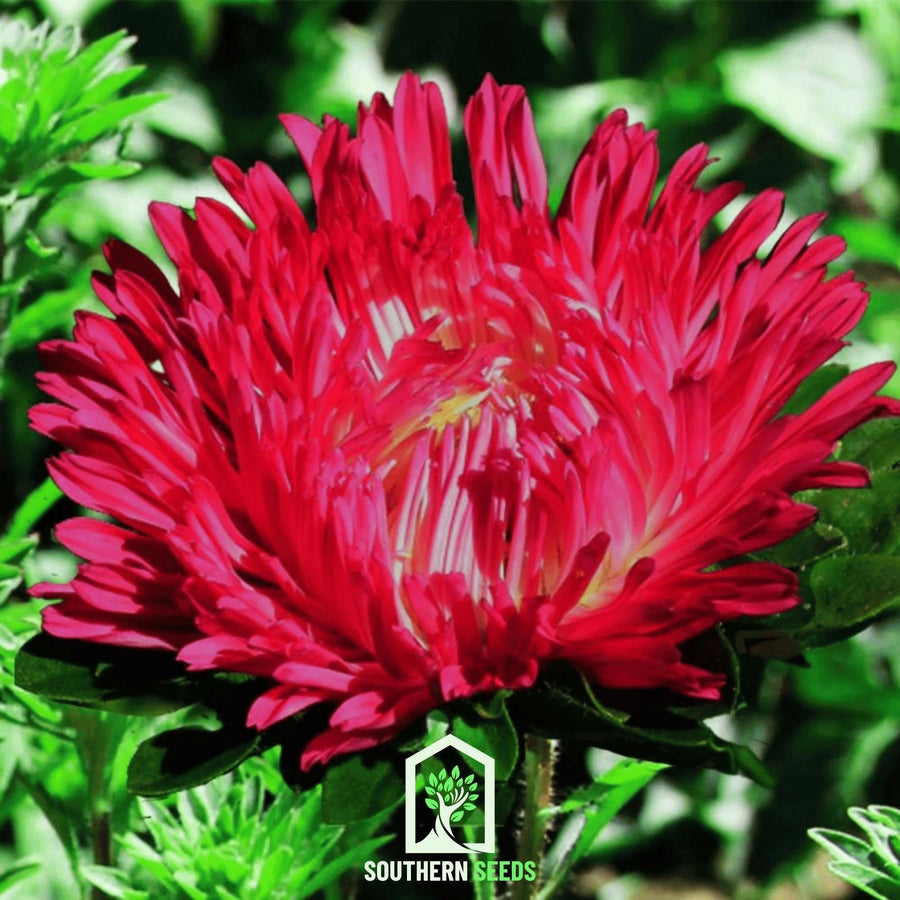 Scarlet Paeony Duchess Aster – 50 Seeds