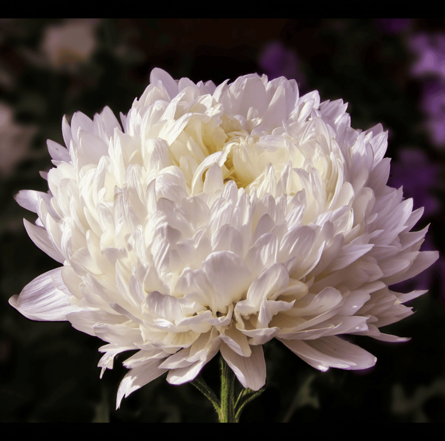 White Paeony Duchess Aster – 50 Seeds