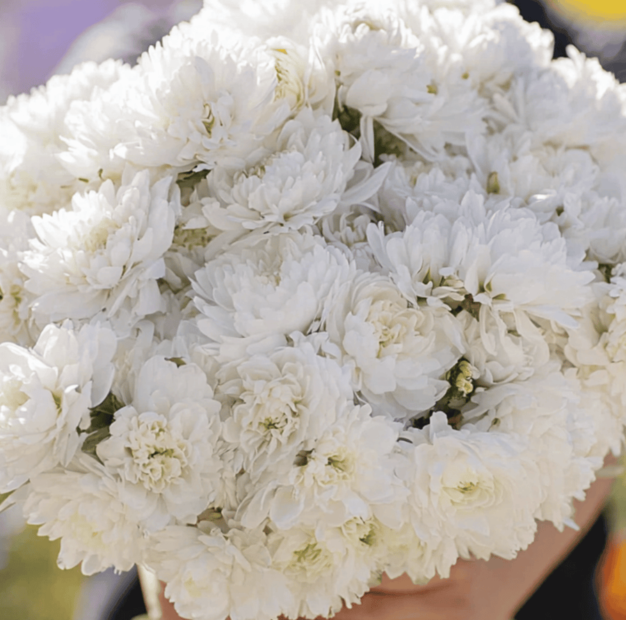White Paeony Duchess Aster – 50 Seeds