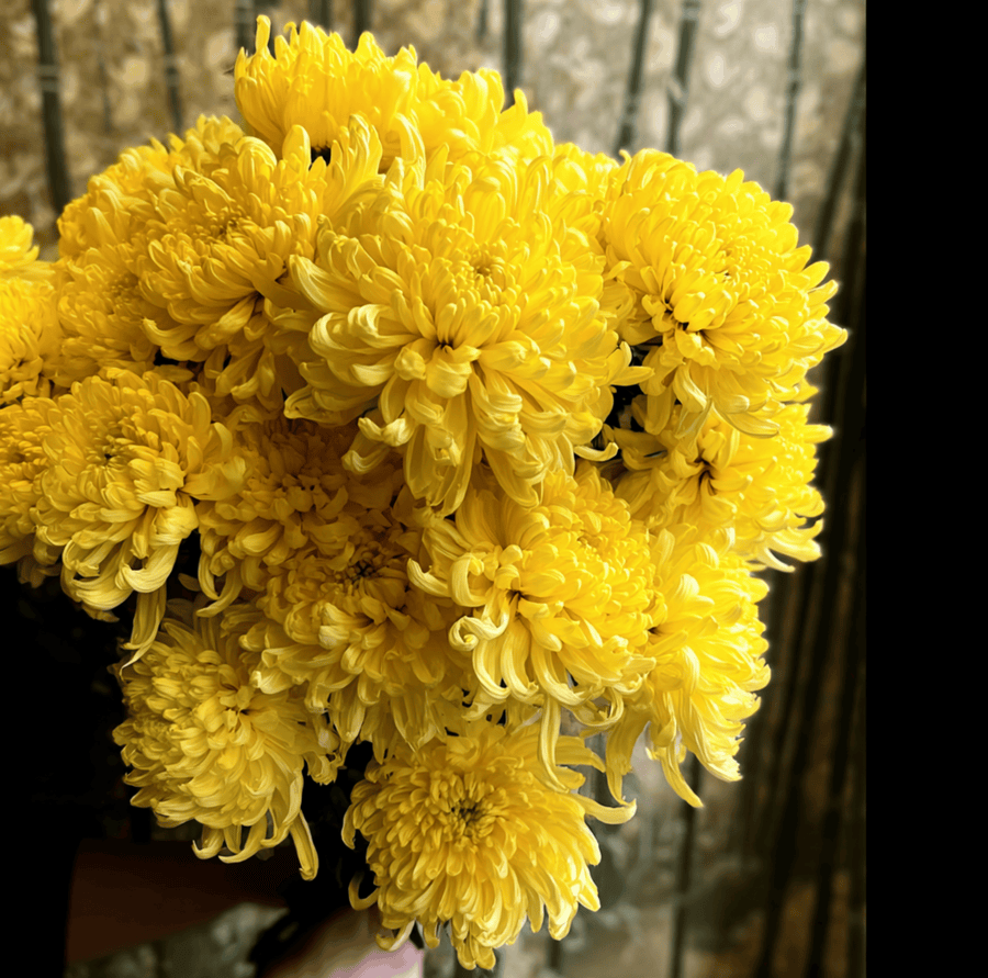 Yellow Paeony Duchess Aster