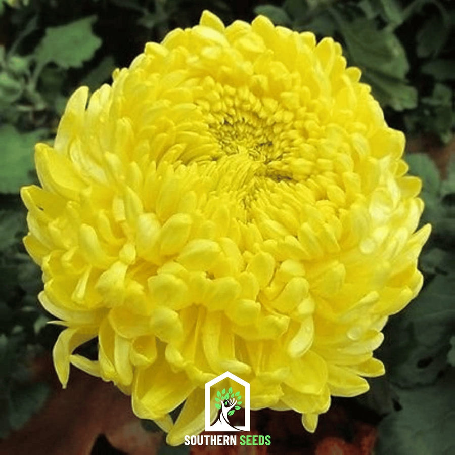 Yellow Paeony Duchess Aster