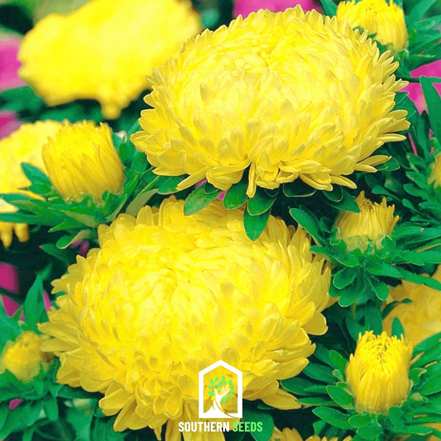 Yellow Paeony Duchess Aster