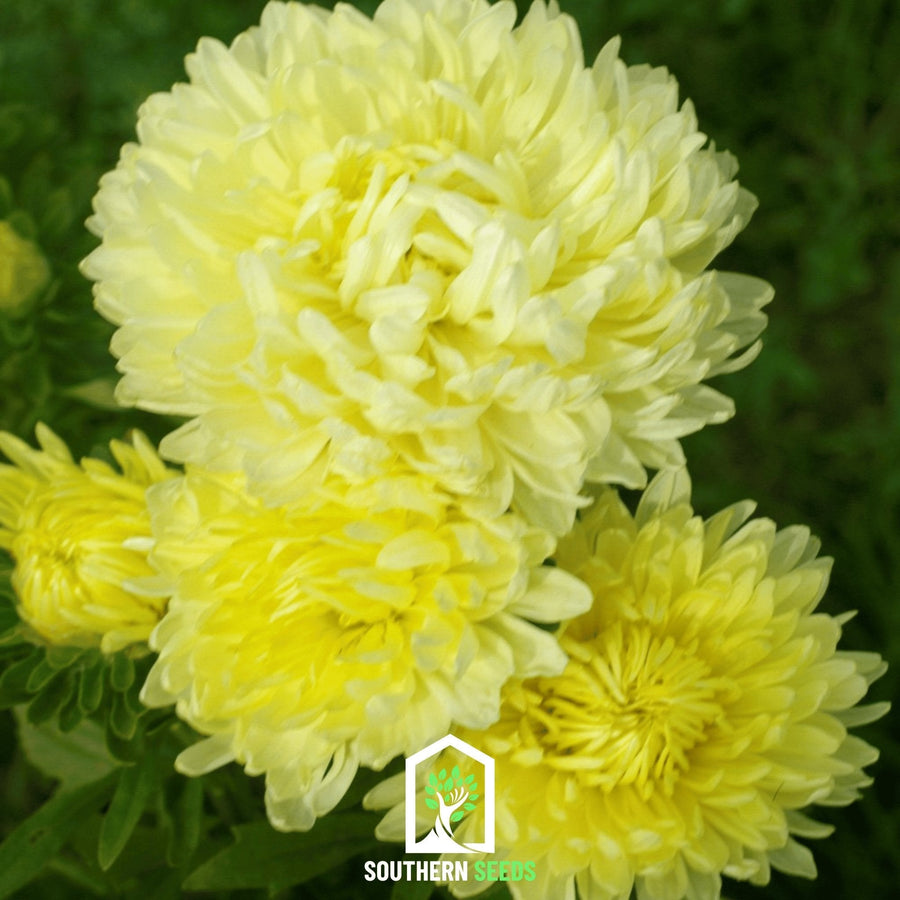 Yellow Paeony Duchess Aster