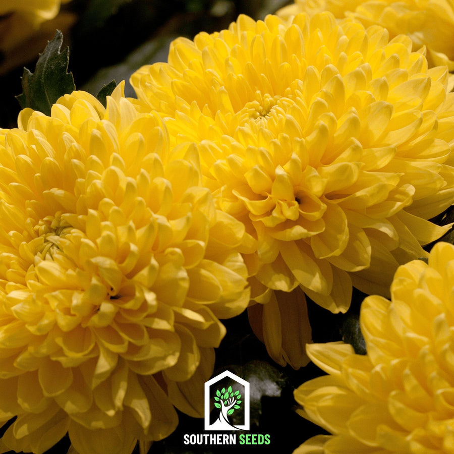 Yellow Paeony Duchess Aster