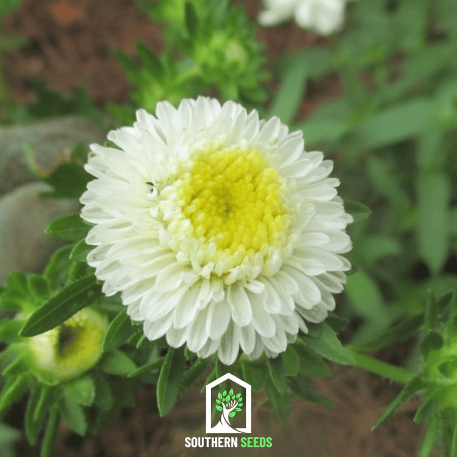 White Pompon Aster