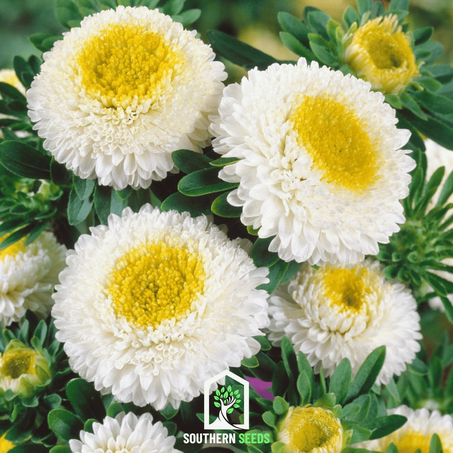 White Pompon Aster