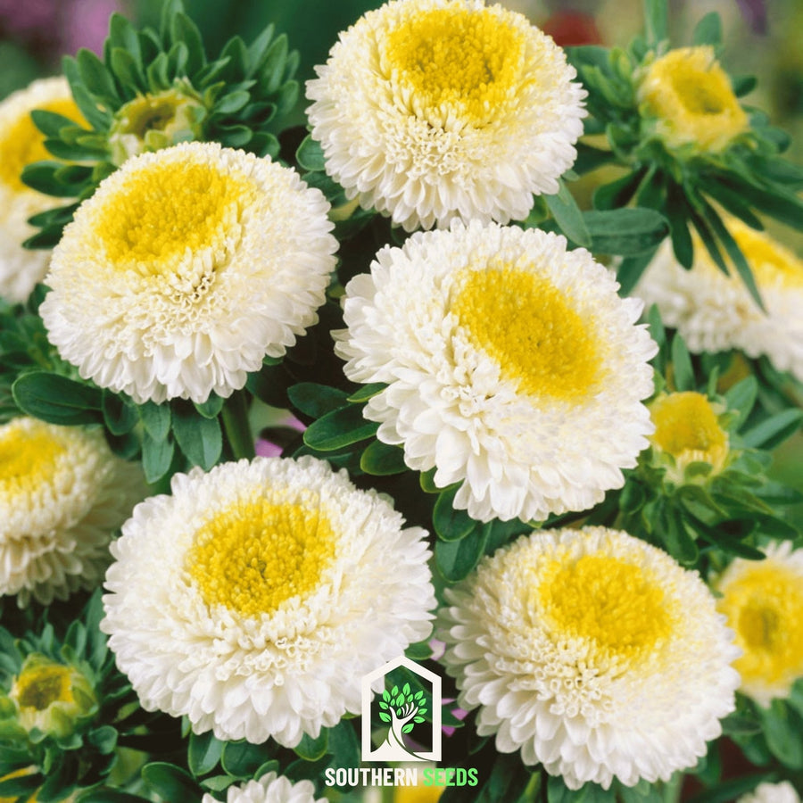 White Pompon Aster