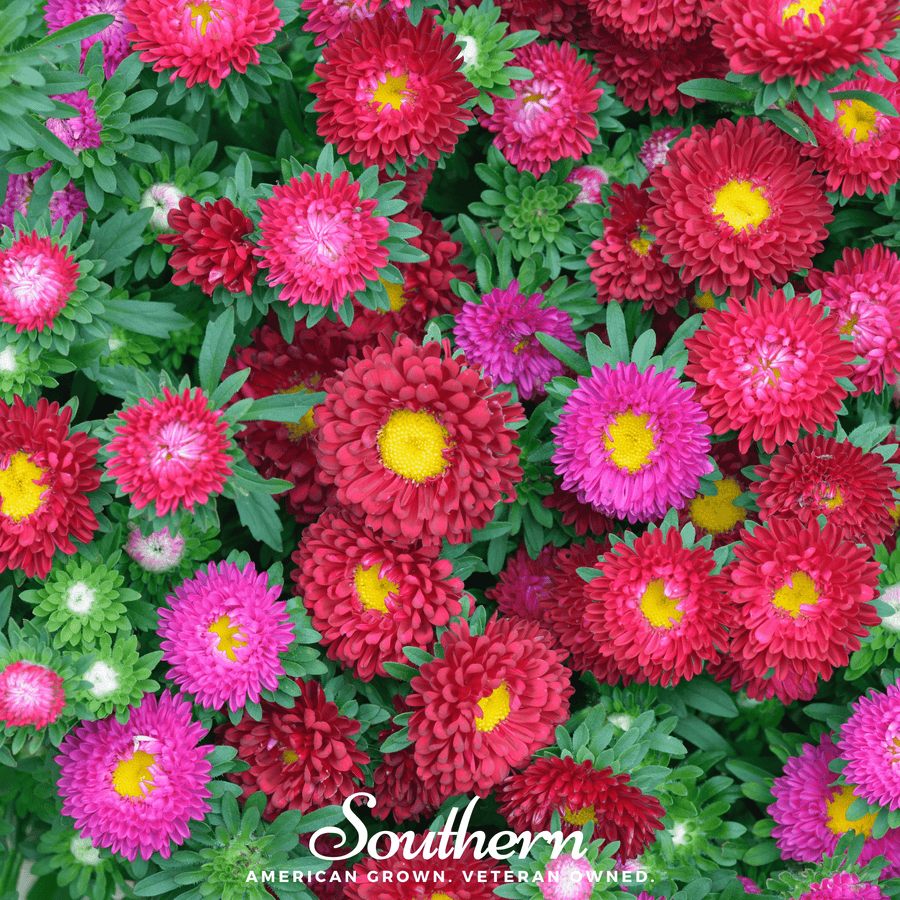 Powder Puff Aster