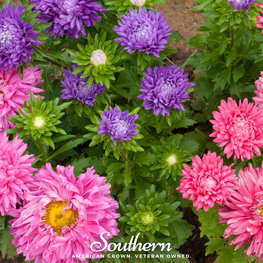 Powder Puff Aster