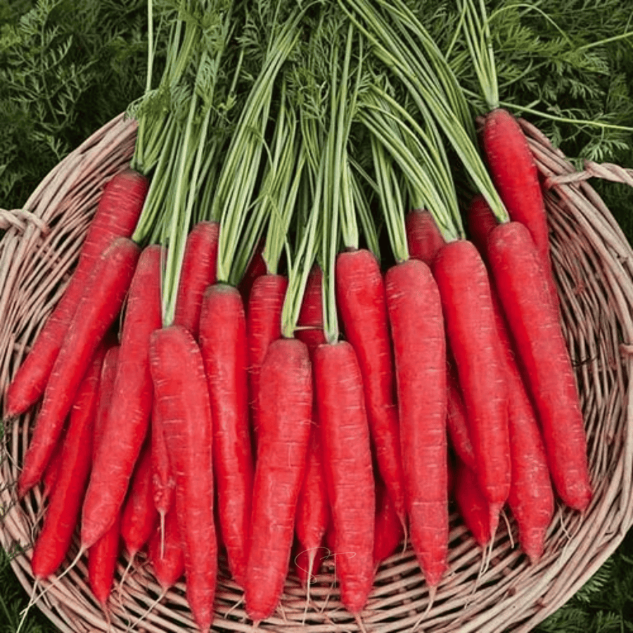 Atomic Red Carrot
