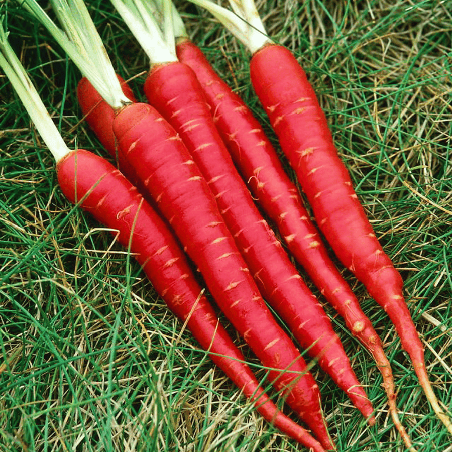 Atomic Red Carrot