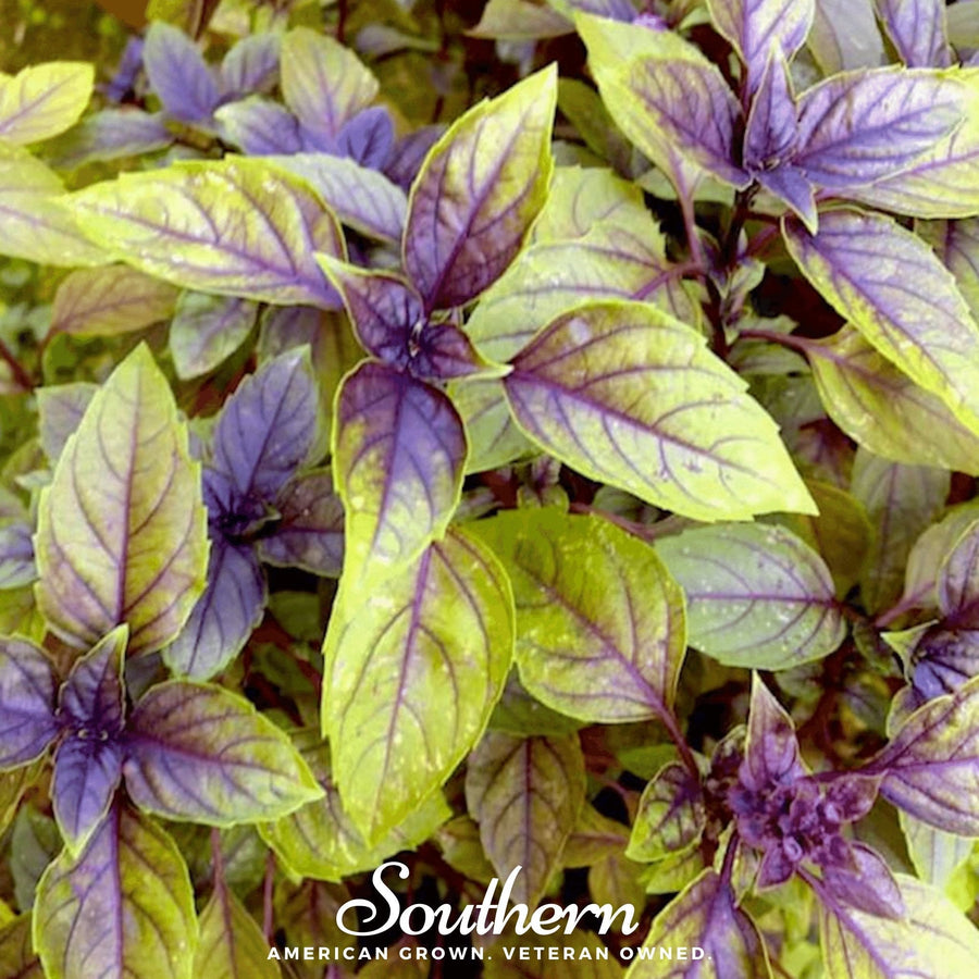 Corsican Basil