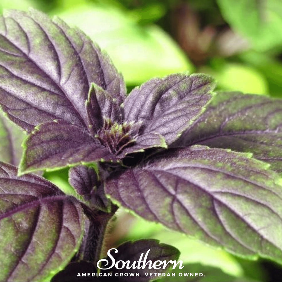 Corsican Basil
