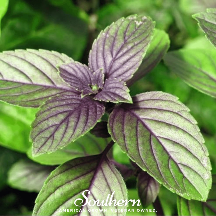 Corsican Basil