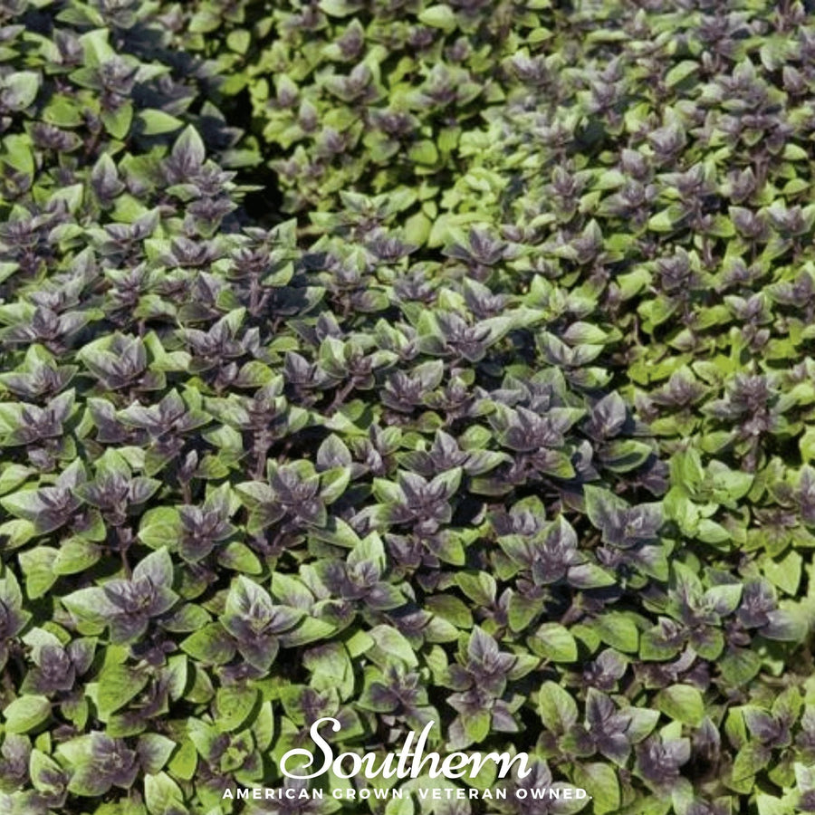 Corsican Basil