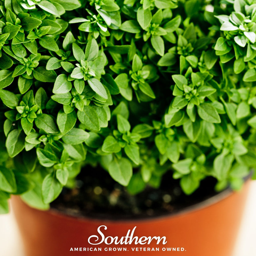 Dwarf Greek Basil – 250 Seeds