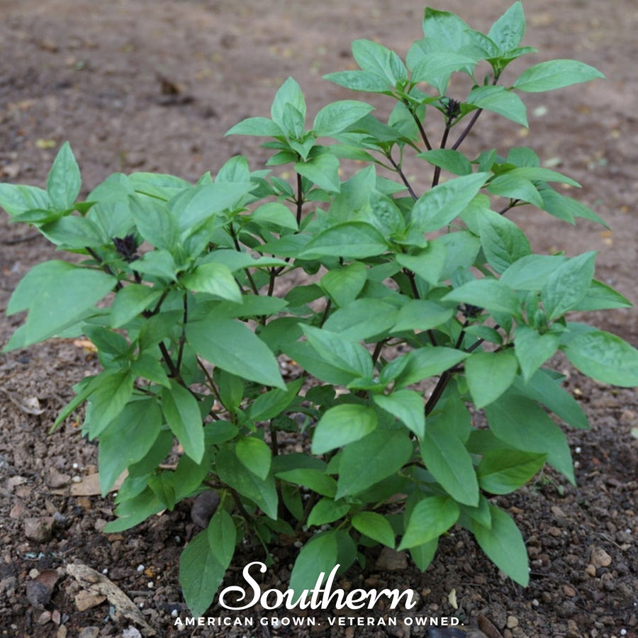 Licorice Basil