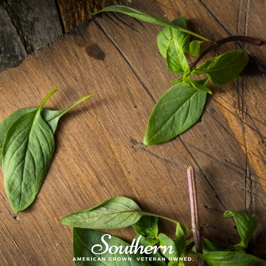 Licorice Basil