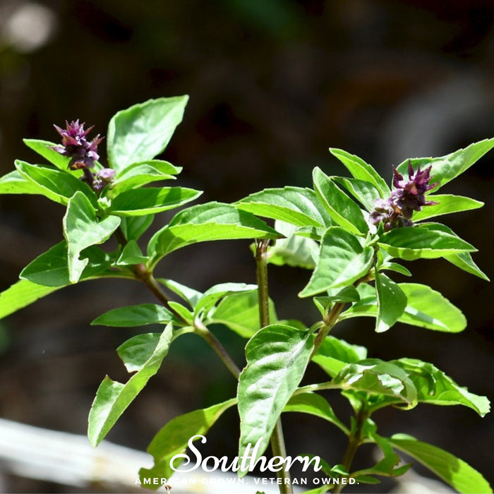 Licorice Basil