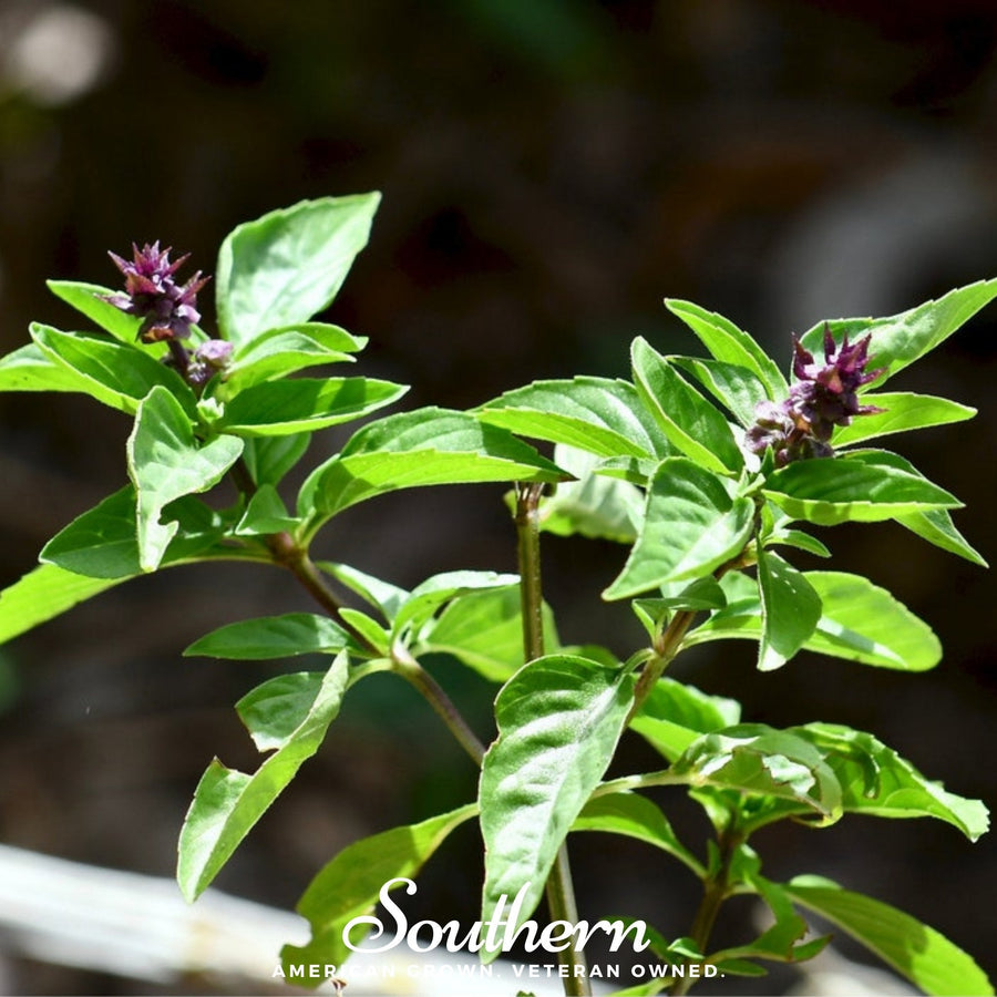 Licorice Basil