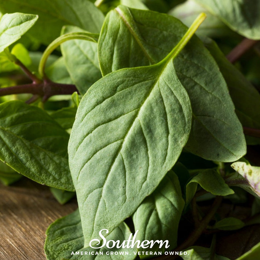Licorice Basil